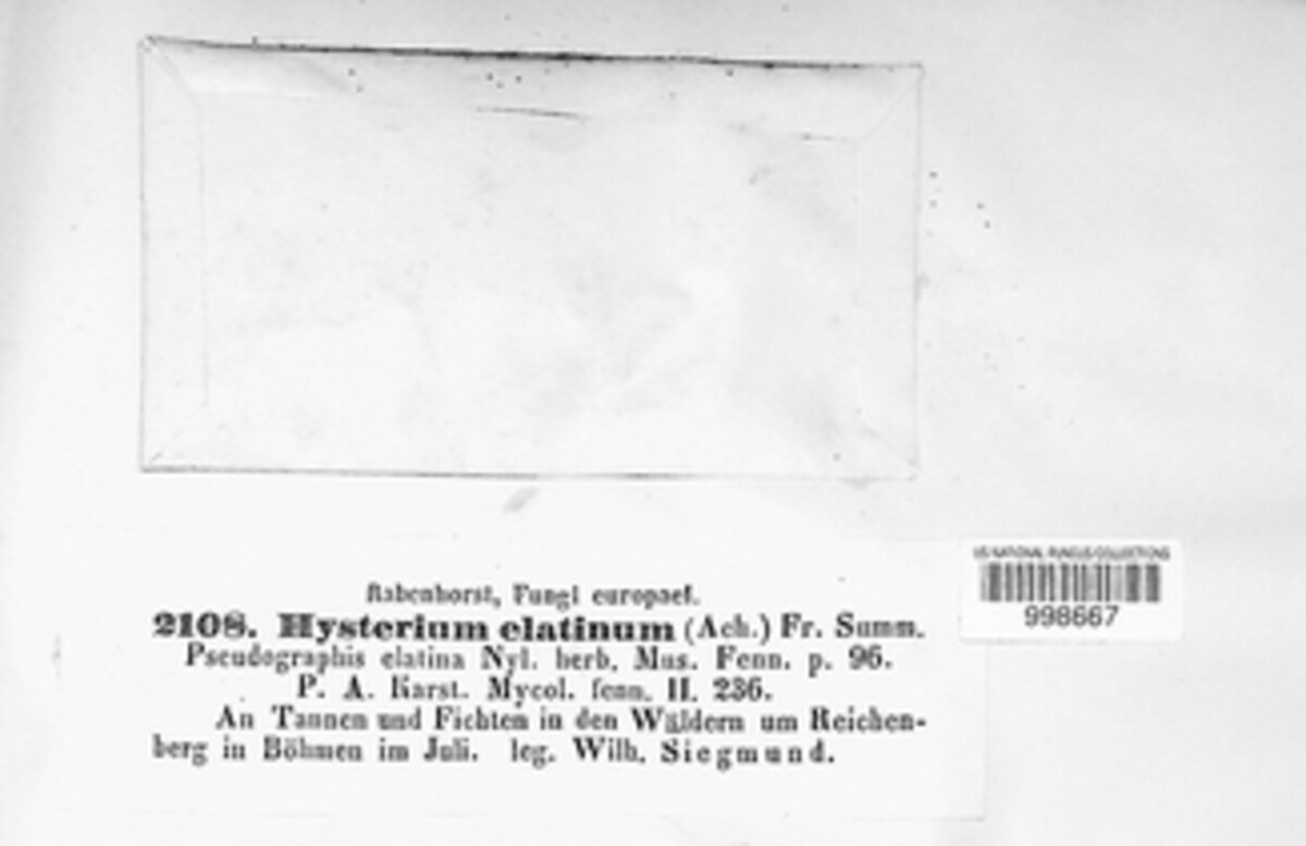 Triblidium elatinum image